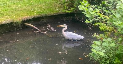 Killer heron, chaos on the M62, and Scousers make a new fan