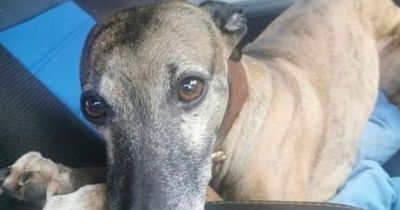 Dog goes missing days before it is due to walk bride down the aisle