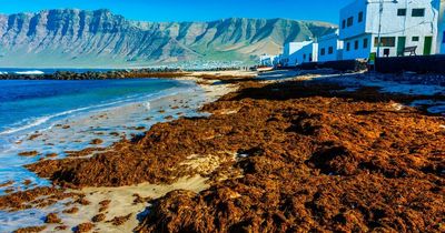 Holiday warning: Brits told to put up with miles of 'smelly, rotten sludge' on beaches