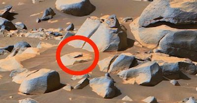 'Proof of life' on Mars as foot-tall pink 'alien' spotted watching planet, expert says