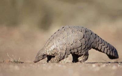 Why pangolins may not be the intermediate host