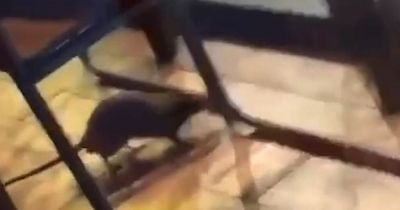 Huge rat spotted in restaurant as owner slams viral video and eatery declared pest-free