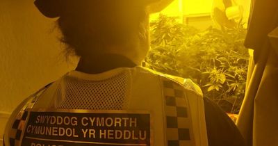 Police discover cannabis factory on quiet residential street in Cardiff