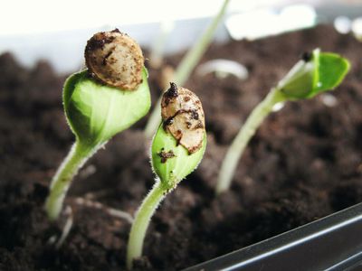 How To Store Your Cannabis Seeds