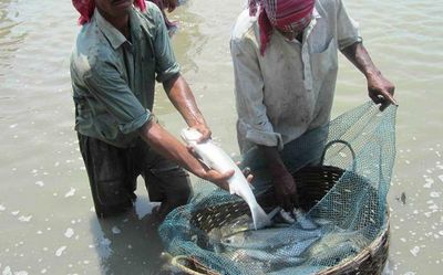 CIBA decodes whole genome of grey mullet fish