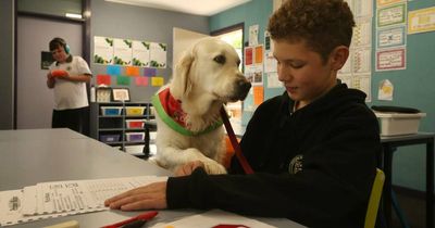 Best medicine: Delta dogs reach where people can't