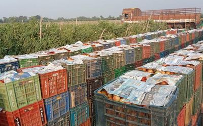 Andhra Pradesh: Drowning in losses, Madanapalle’s tomato farmers depend on imports