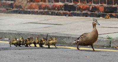 Police investigating van driver who 'killed ducklings crossing the road'