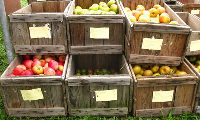 A bite of history: the growers preserving Australia’s heirloom apples