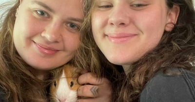 Ukrainian child denied shelter in Scotland but pet guinea pigs allowed in