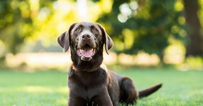 Glasgow dog owners warned as venomous snake bites pet on the neck