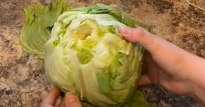You've been cutting lettuce wrong - foodie explains why you shouldn't use knife