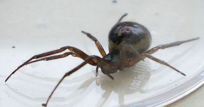 Mum's terrible injuries blamed on the UK's most venomous spider