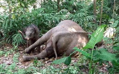 Elephant calf found dead near IIT campus