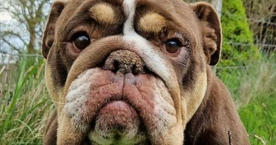 Badly injured bulldog found abandoned on main road