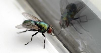 Mrs Hinch fans share penny trick to keep flies out of your home in hot weather