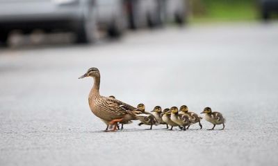Police warn against vigilante action against duckling hit-and-run driver