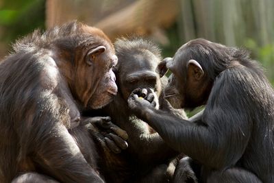 Wait, chimpanzees can talk?