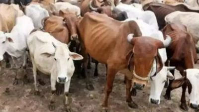 Illegal cattle trade grips parts of Andhra Pradesh