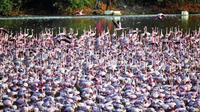 Algae, shrinking Uran habitat may’ve led flamingos to Sewri, Thane creek