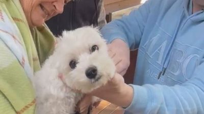 Rushworth community join search to find strangers' lost dog, Molly the Maltese, after Facebook plea