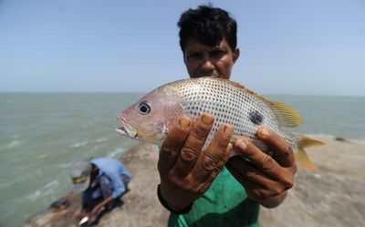 In frames: Sir Creek’s fish basket