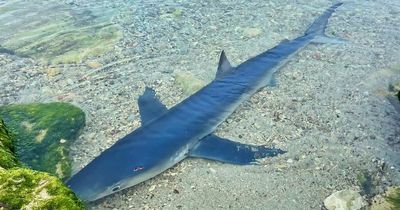 Two sharks spotted prowling Ibiza beaches days apart as Brits bask in 41C heatwave