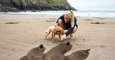 Why T-Rex footprints appeared on a Welsh beach this weekend