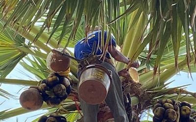 Palm tree nectar to be sold as packaged drink in Telangana