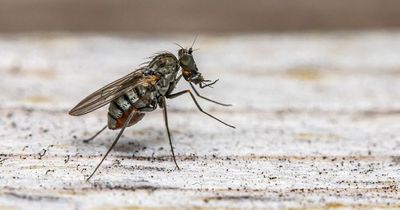 Cleaning hacks that will get rid of flies from your home this summer