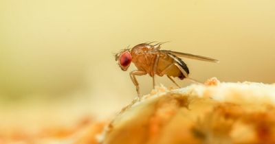 Cleaning expert shares the food to get rid of flies in your home this summer