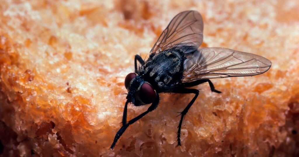 Mrs Hinch fans share penny trick to keep flies out of…