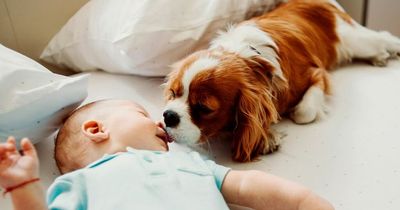 Kids who grow up with dogs less likely to develop Crohn's disease, study finds