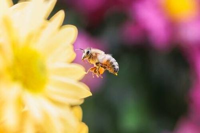 Bees and humans have a shocking skill in common, new study reveals