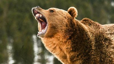 These Are The Top 8 Stocks To Own In A Bear Market