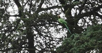 Rare sighting of parakeets in Nottingham park