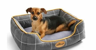 Wayfair is selling a 'cosy' memory foam pet bed that's 50% cheaper than Argos and Amazon