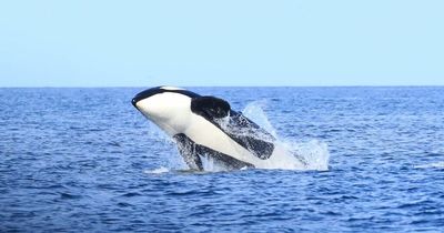 Stunning pics show pod of orcas leaping out of water off Aberdeenshire coast