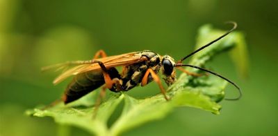 Five facts about the gruesome beauty of solitary wasps