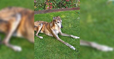 Woman, 63, 'dragged into road' as pet is savaged by 'banned dog'