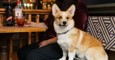 Cocktail fans and corgi owners to benefit from Greene King Jubilee giveaway