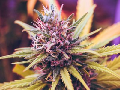 Cannabis Regulatory Update: Vermont Gov. Strikes Down Drug Decriminalization Efforts, Missourians Want Cannabis Legalized & More