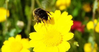 Honey producer Comvita backs nationwide campaign to protect bees from decline