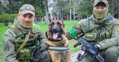 Russian military dog switches sides after Ukrainian soldiers saved his life