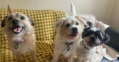 Dog trio searches for new home together after being heartlessly ditched by owner