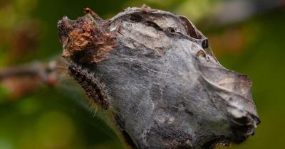 Should I worry about brown-tail moth caterpillars? Boy develops hives after touching insect