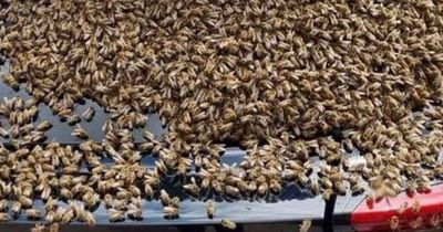 Huge swarm of bees lands on car but expert says it is nothing to panic over