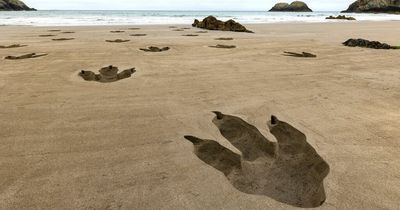 Residents left baffled to find giant 'dinosaur' footprints on UK beach