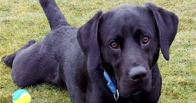 Distington house fire: Hero dog missing after alerting family to blaze that killed two