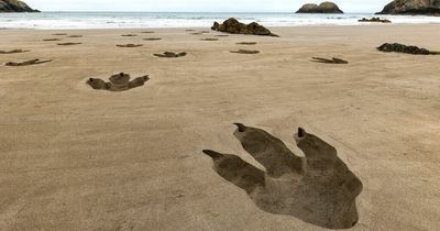 Pembrokeshire residents left baffled to find giant 'dinosaur' footprints on local beach